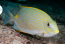 rabbitfish's Avatar